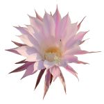 CACTUS_Ingrediente_Natural_Mipelazo